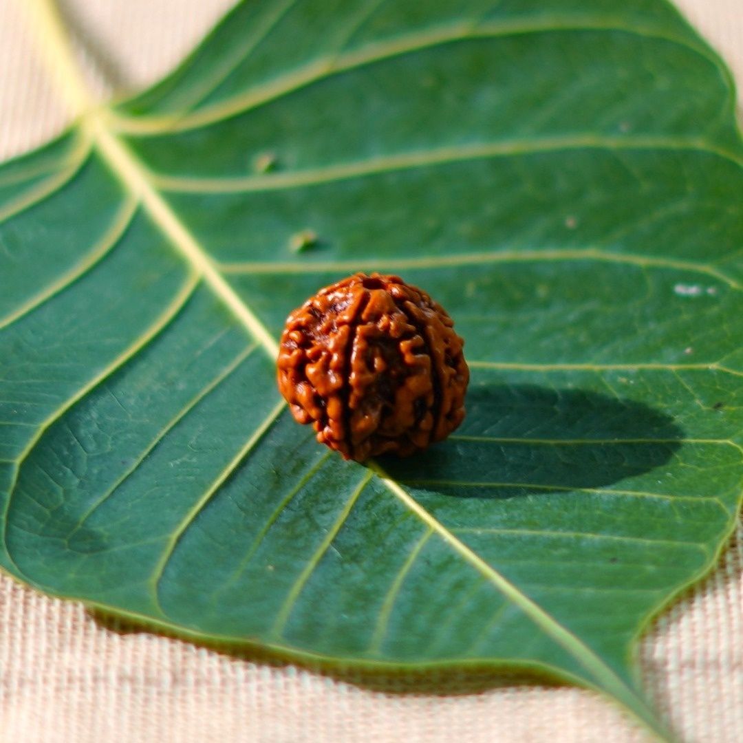 Servdharm 5 Mukhi Rudraksha Bead For Pooja