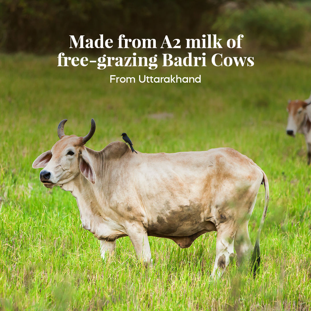 Himalayan Natives A2 Badri Cow Ghee | Jar