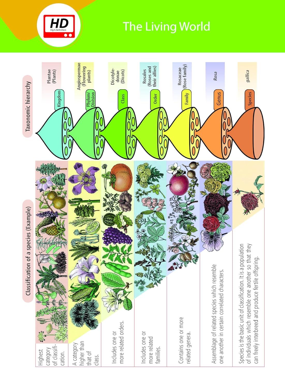 MTG Objective NCERT at your FINGERTIPS Biology - NEET/JEE Notes with HD Pages, Exam Archive & MCQs