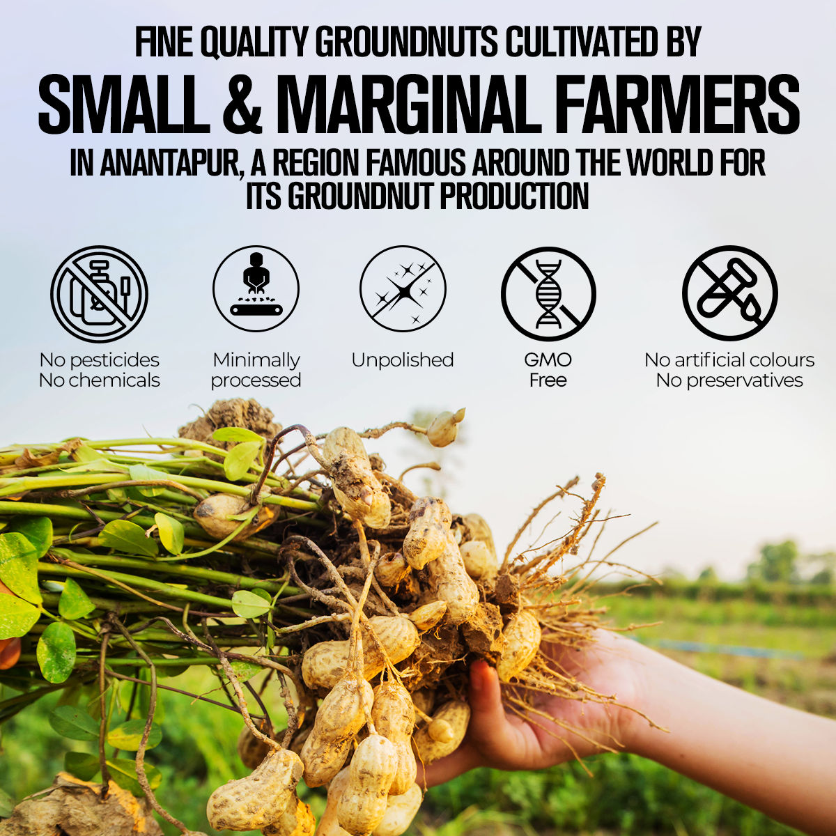 Safe Harvest Pesticide Free Groundnut