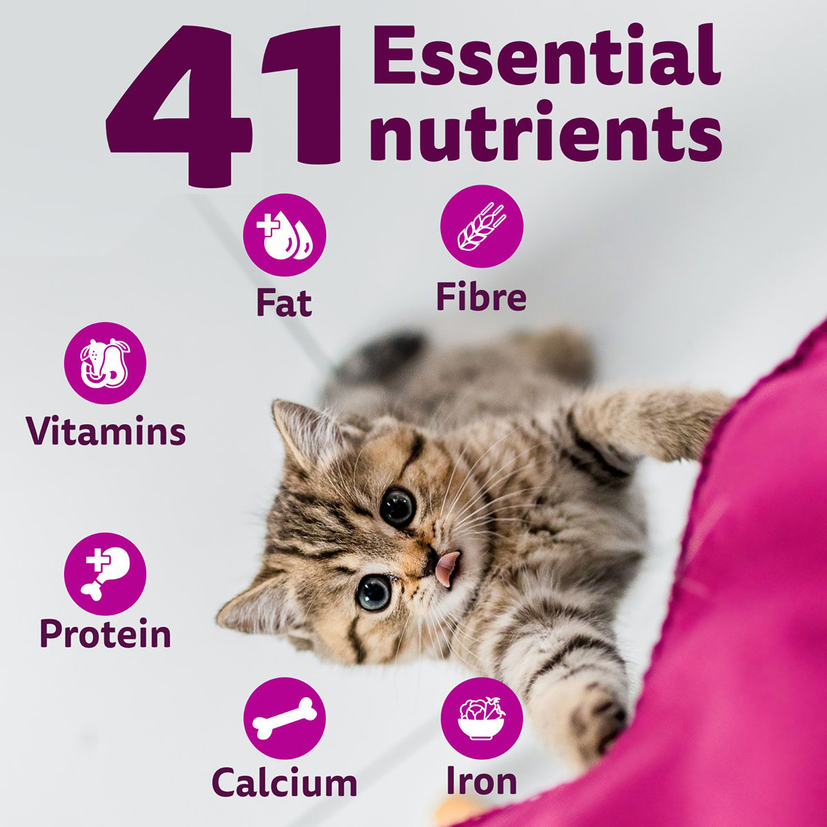 Whiskas Kitten Mackerel Flavour Dry Cat Food