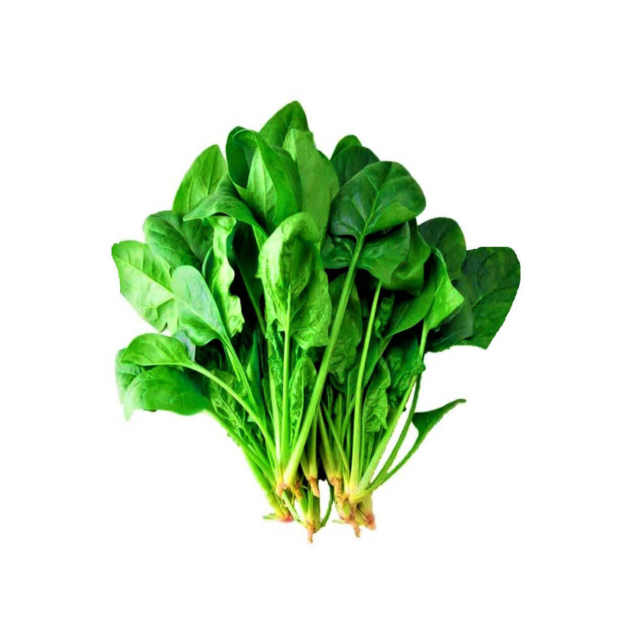 Spinach