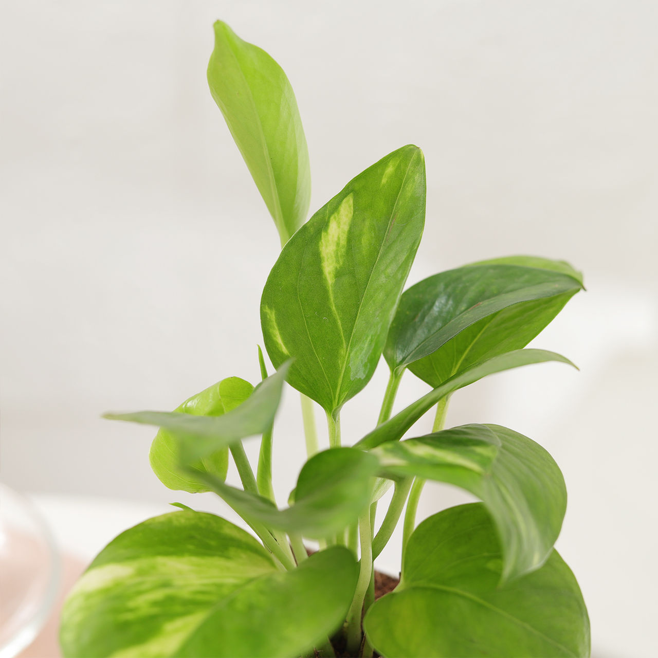 IGP Prosperous Money Plant