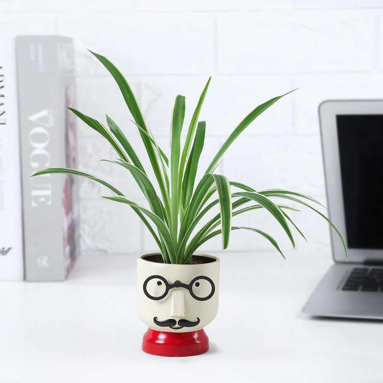 FNP Spider Plant with Boy Planter