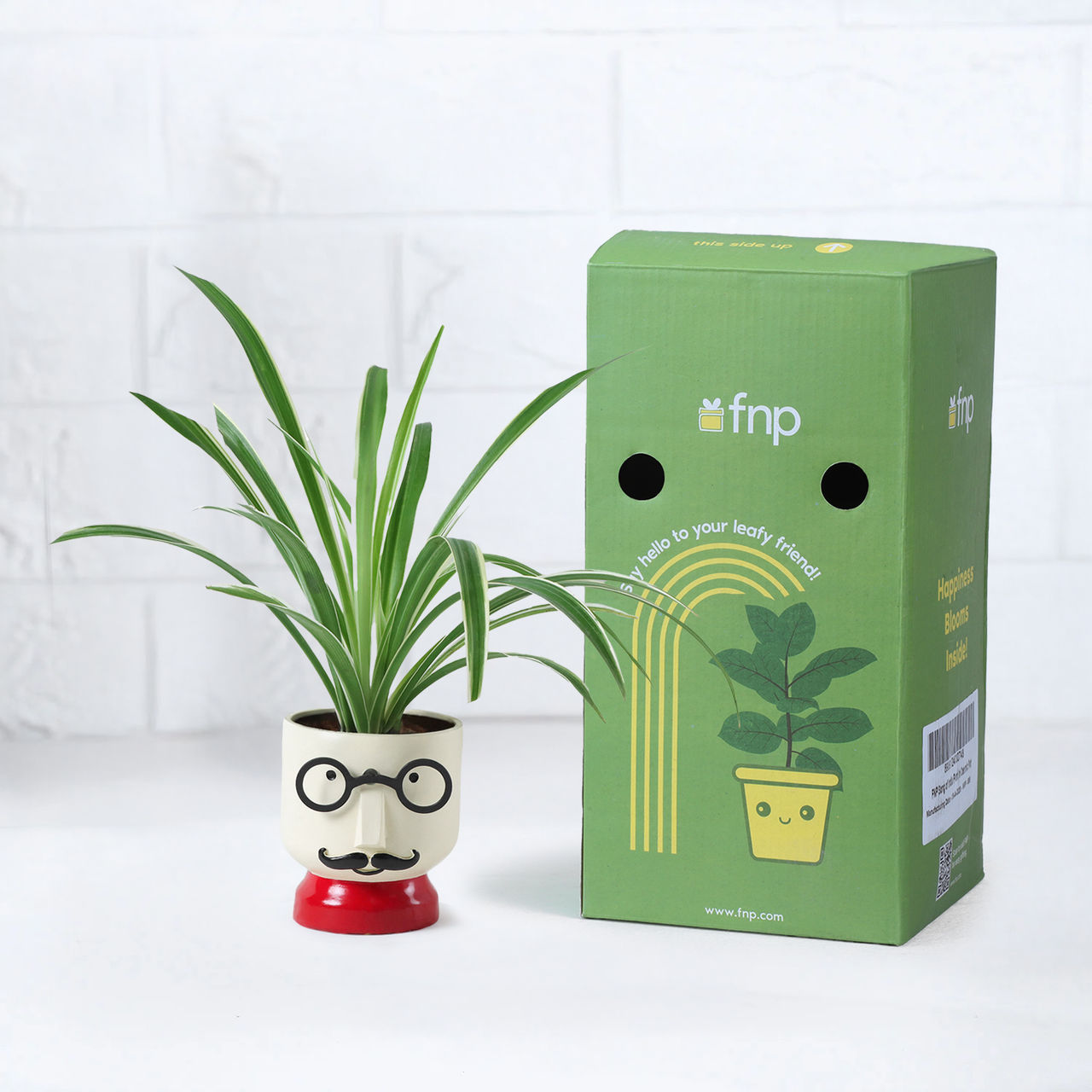 FNP Spider Plant with Boy Planter