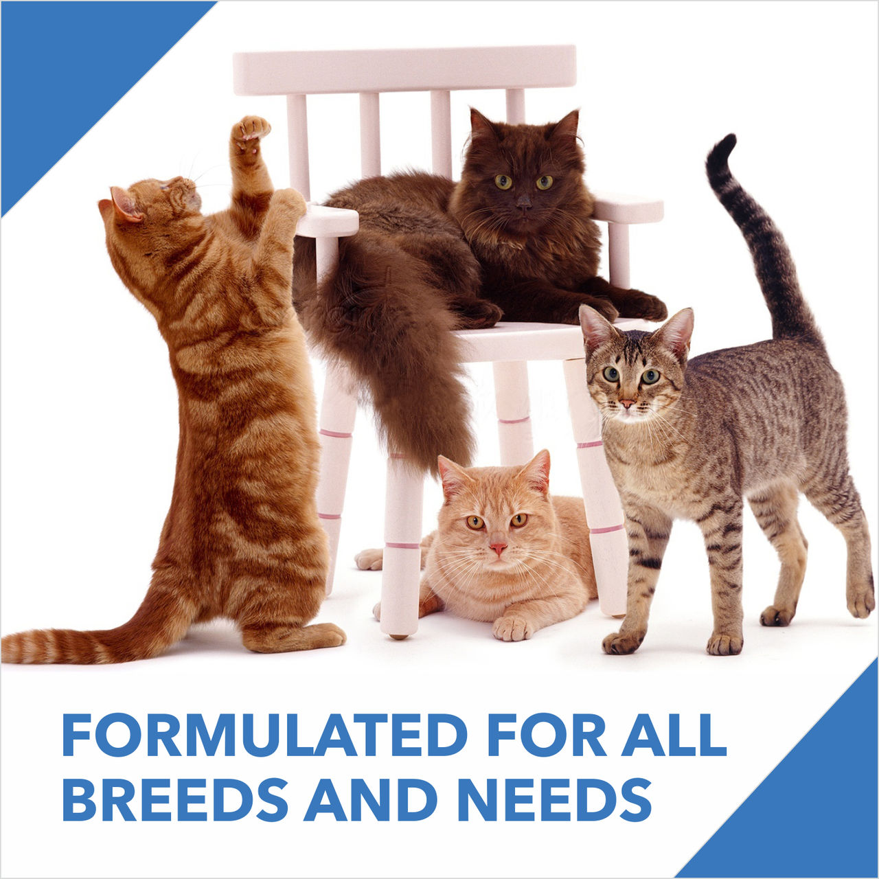 Drools Dry Adult Cat Food Real Chicken 7kg with 5kg Drools Cat Litter Free