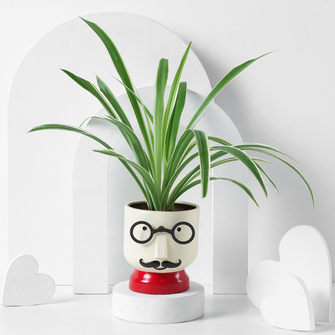 FNP Spider Plant with Boy Planter