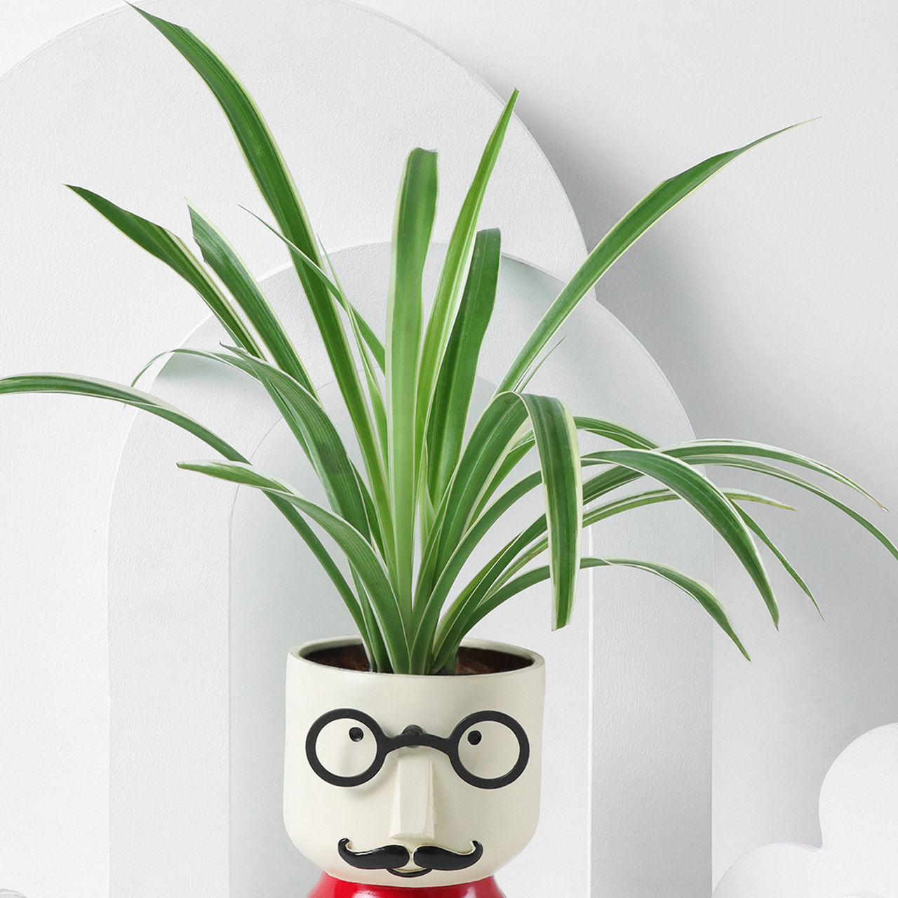 FNP Spider Plant with Boy Planter