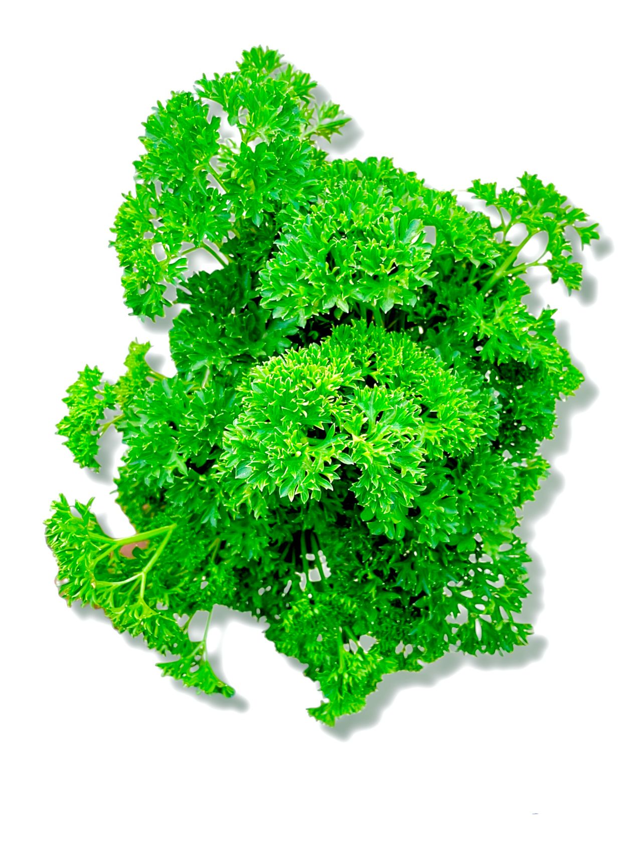 Hydroponic Parsley