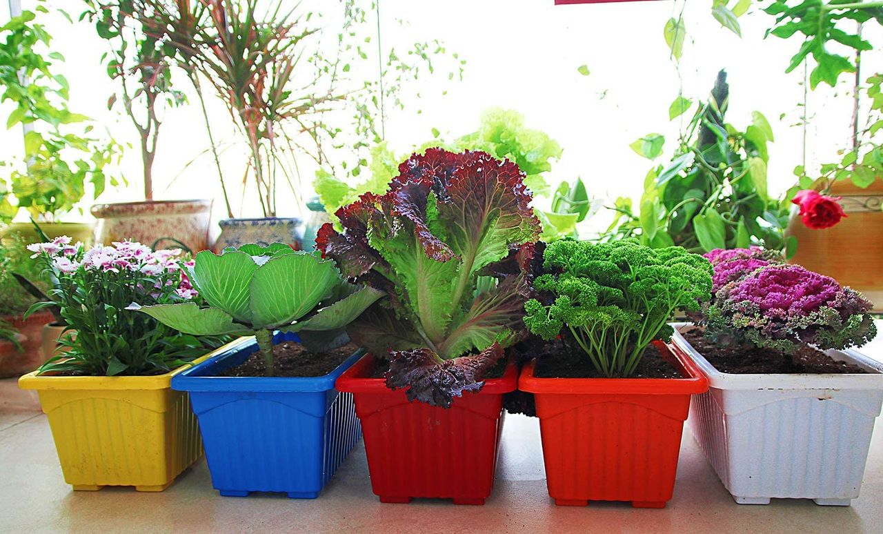 Nayra Rectangular Shape Plastic Tub Planters/Flower Pots| Set of 3