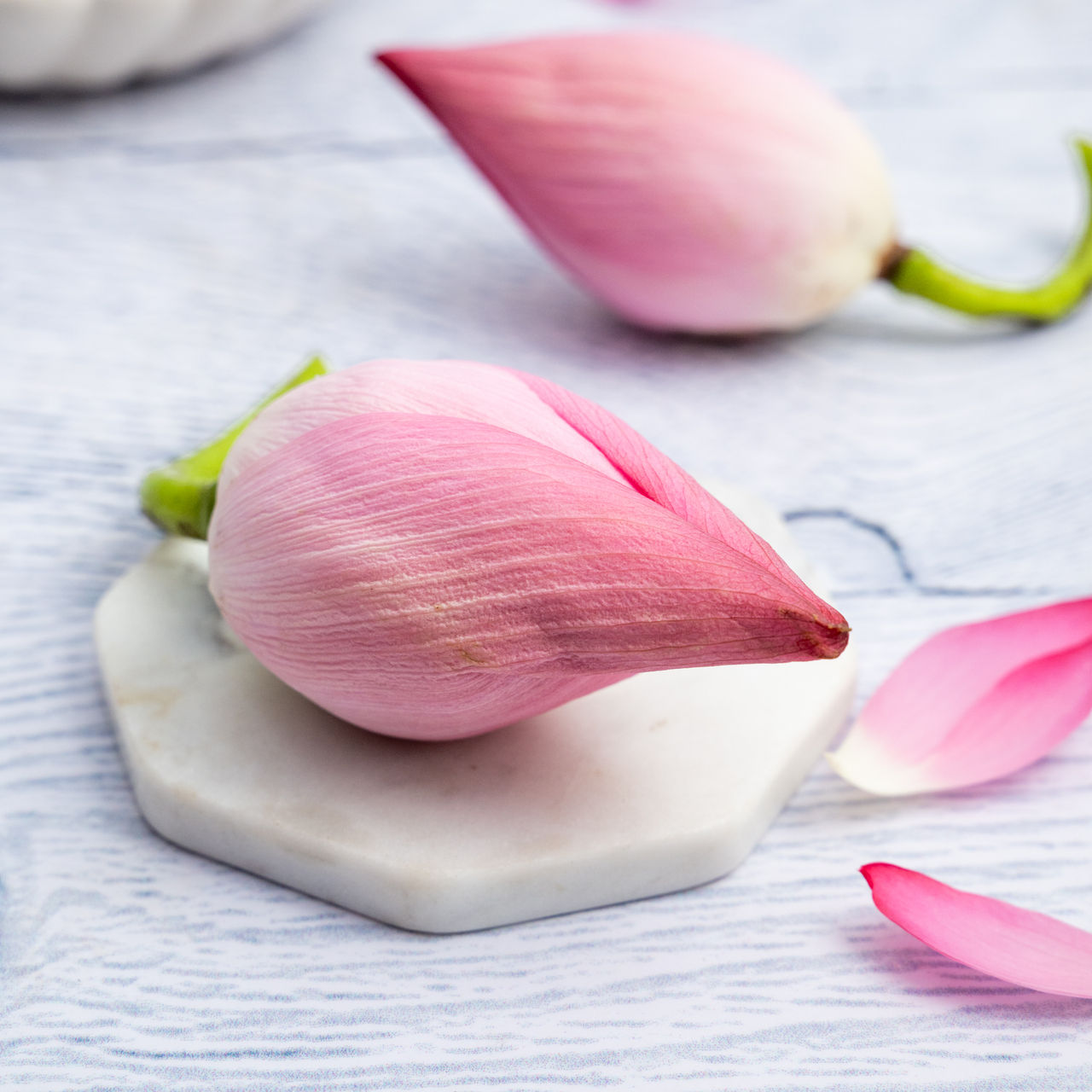 Lotus