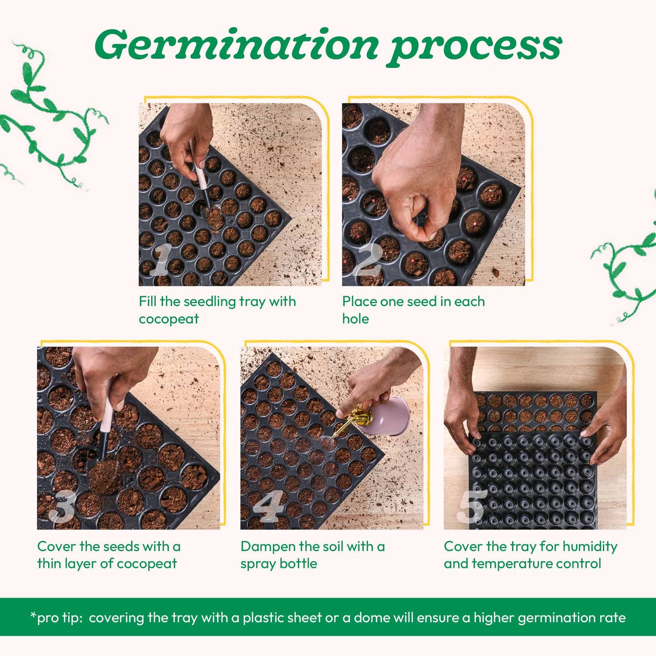 Ugaoo Thyme Seeds