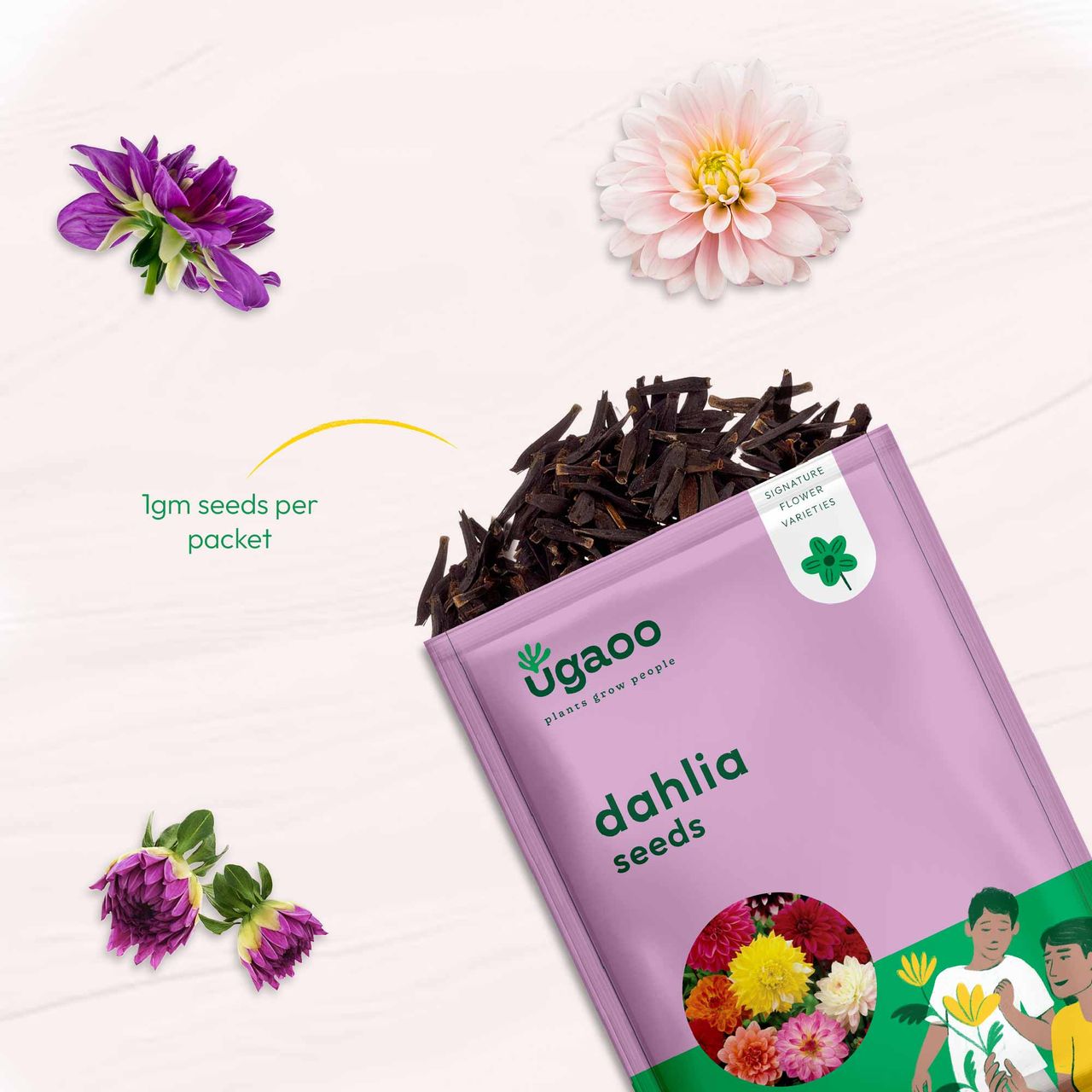 Ugaoo Dahlia