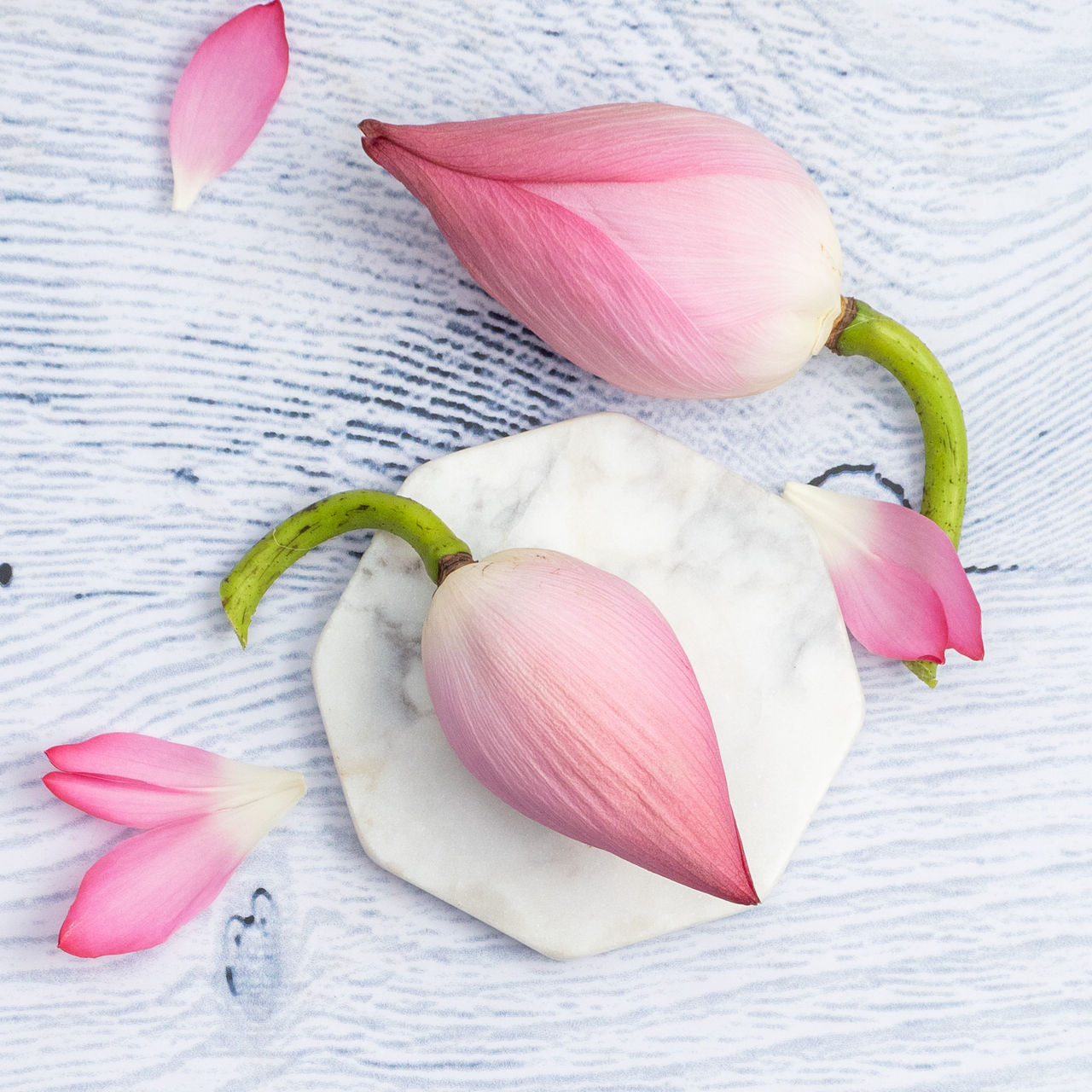 Lotus