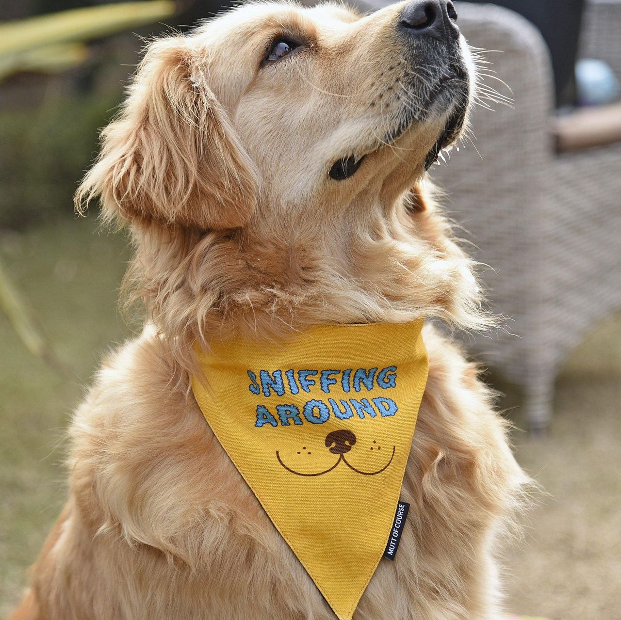 Mutt Of Course Sniffing Around Bandana S