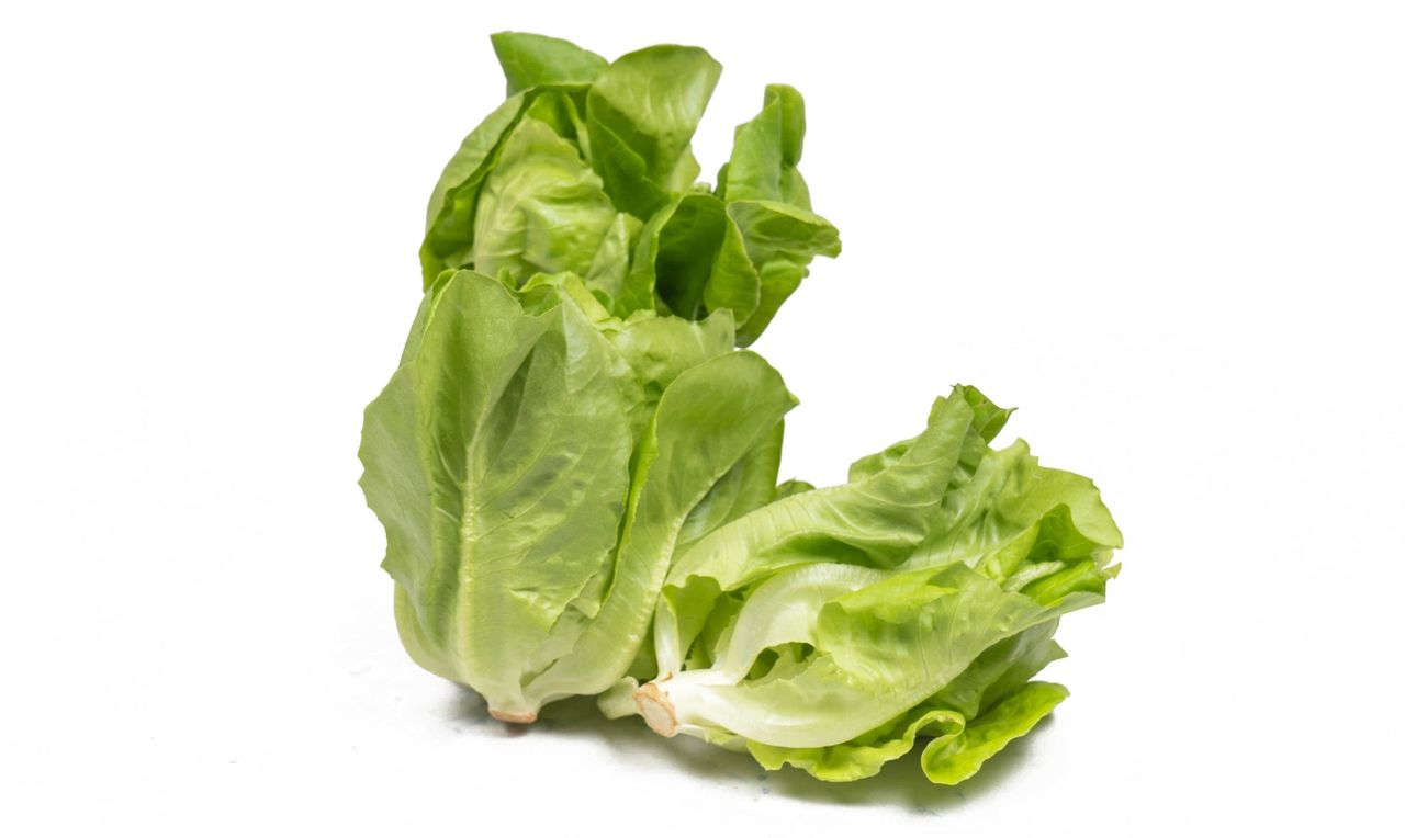 Baby Lettuce Butterhead - Hydroponic