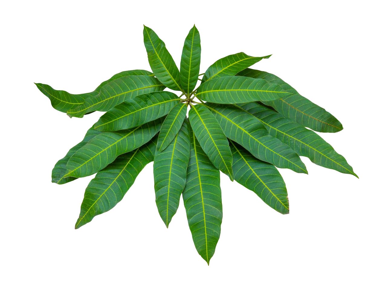 Fresh Mango Leaves