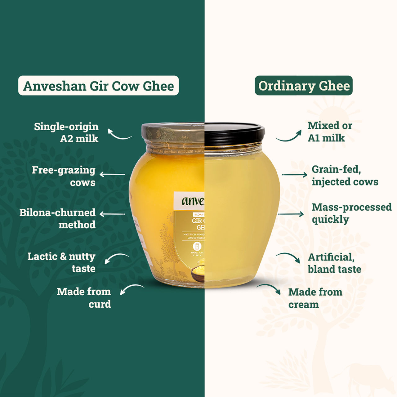 Anveshan A2 Gir Cow Ghee Traditional Bilona Method Cultured Curd Based Immunity Booster