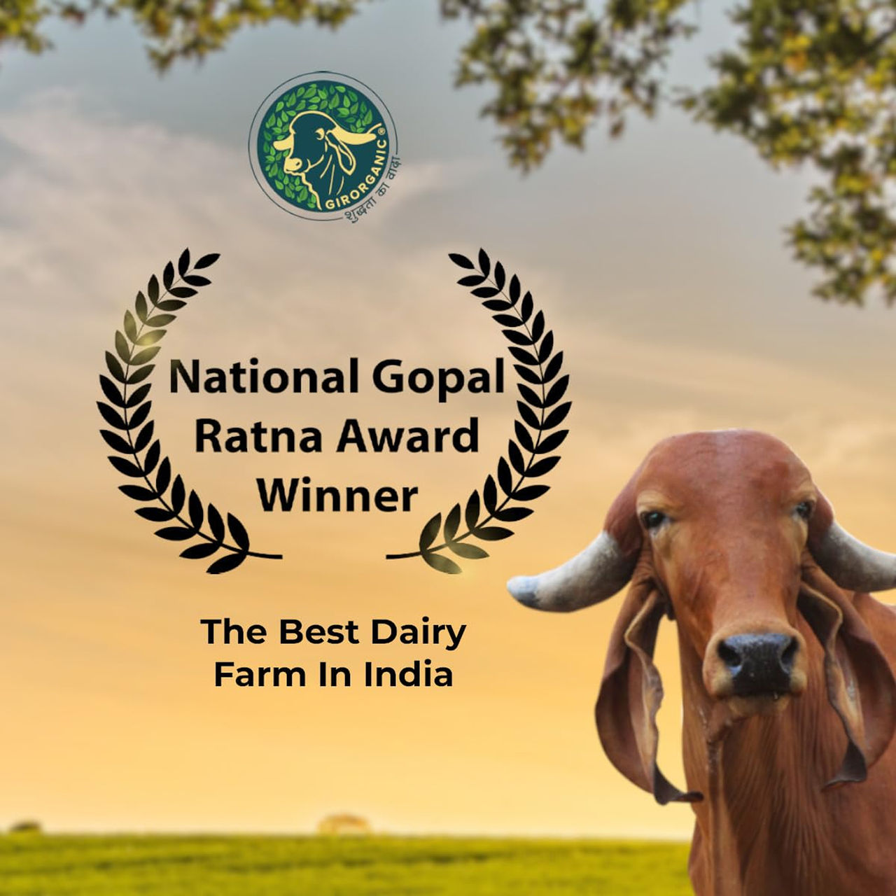 Girorganic A2 Gir Cow Desi Ghee