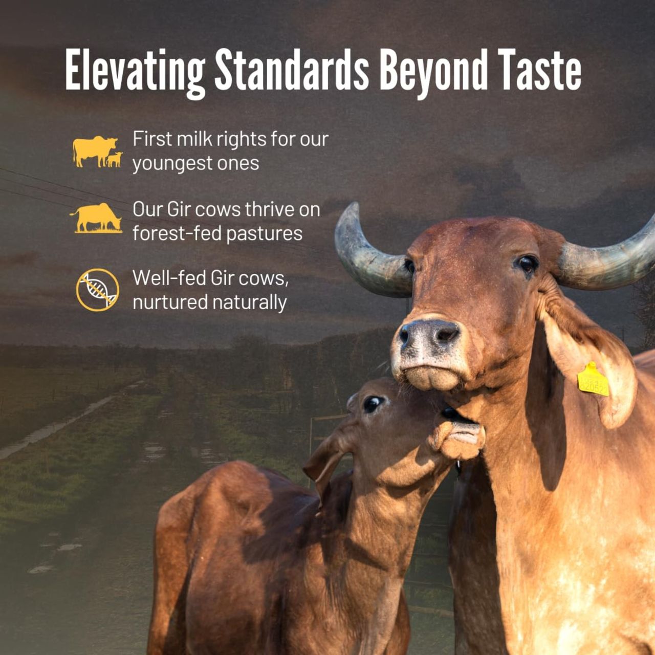 Native A2 Desi Gir Cow Ghee