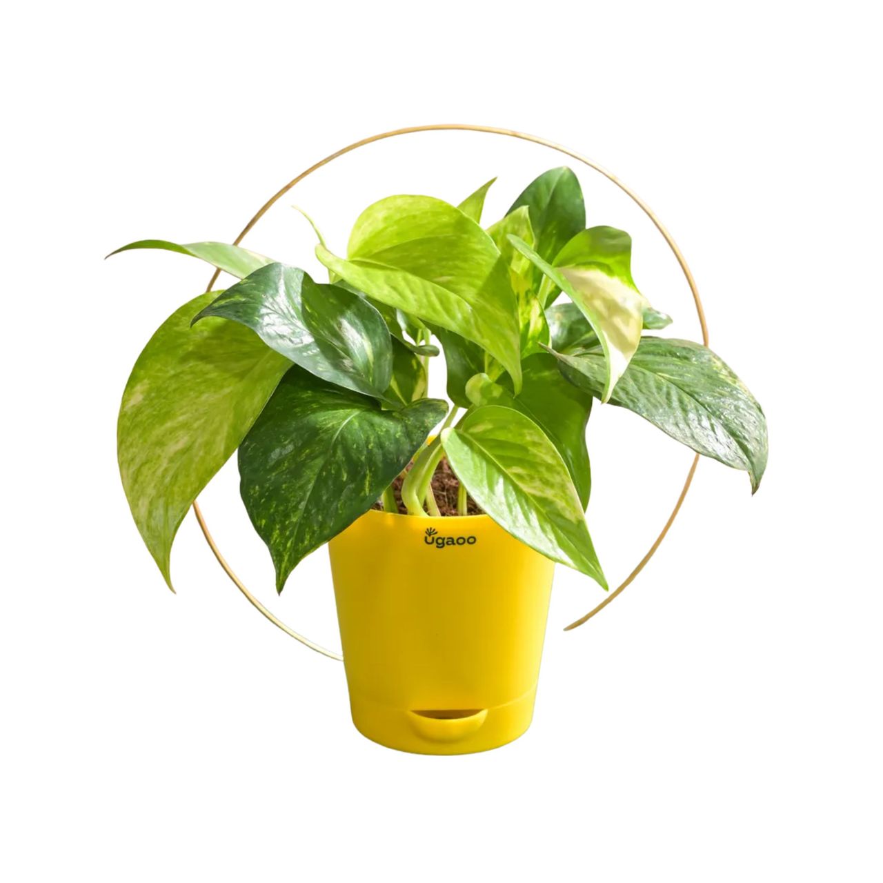 Ugaoo Money Plant Variegated With Self Watering Yellow Pot(1pc) & Ugaoo Two Layer Bamboo Plant(1pc) Combo