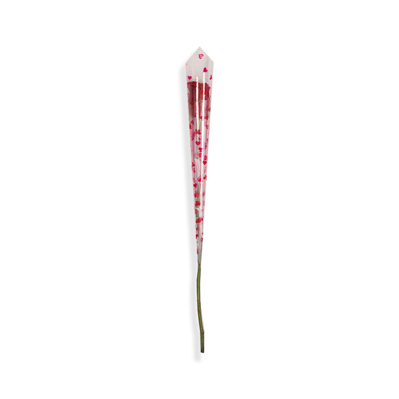 Single Rose
