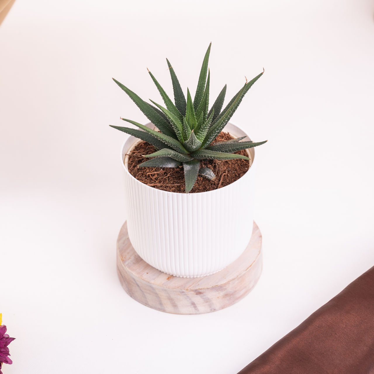 Ugaoo Zebra Haworthia Plant in Ibiza pot