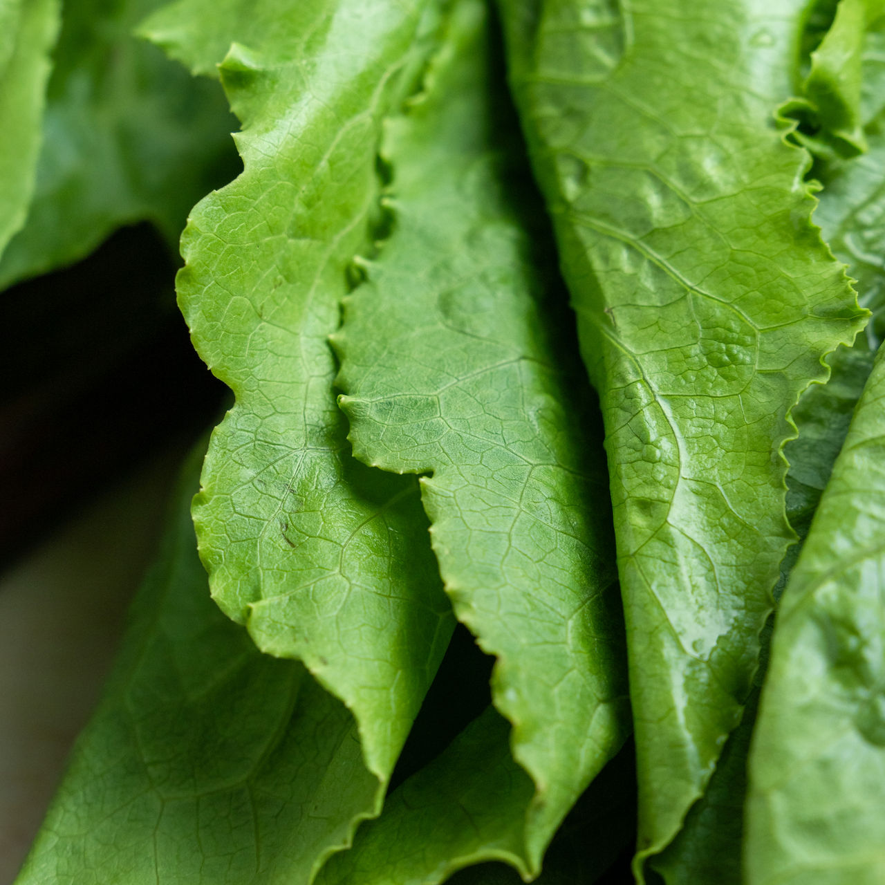 Lettuce Romaine