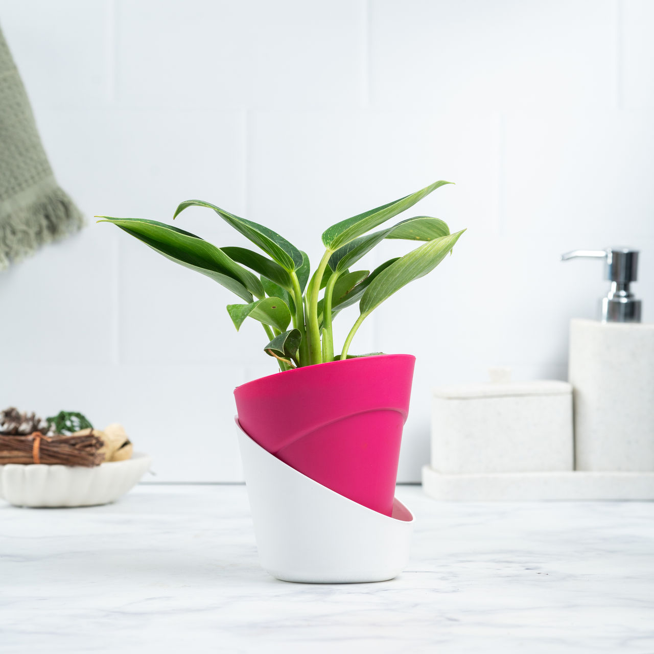 Bloom Berkin Plant | Decor & Gift