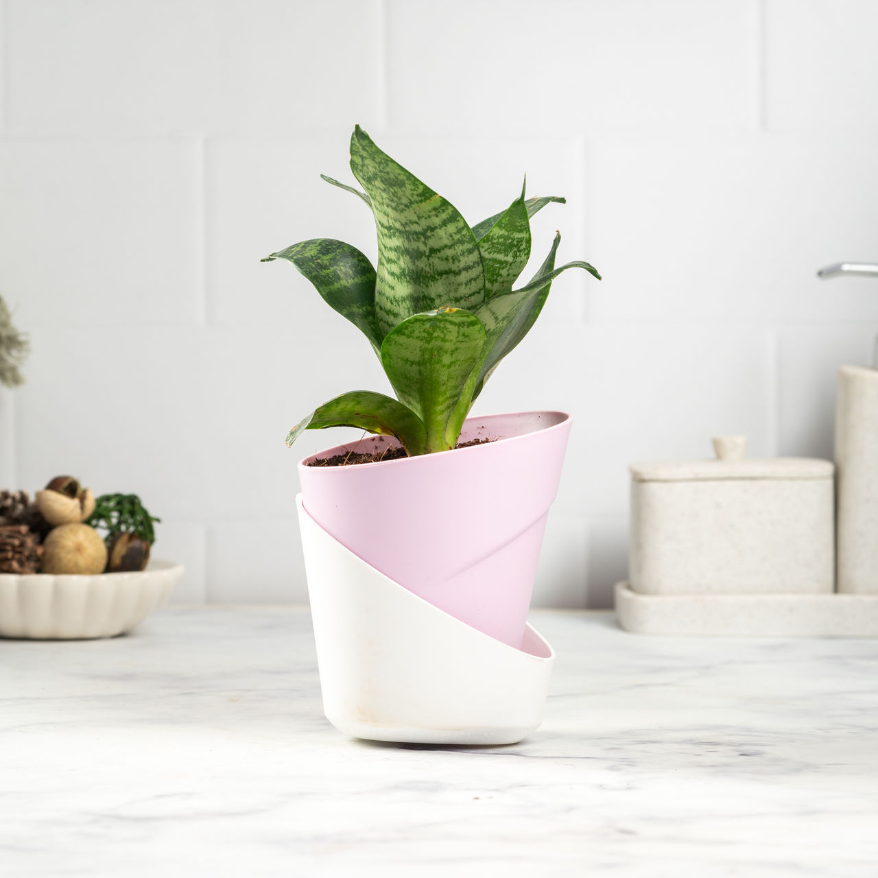 Bloom Air-Purifying Snake Plant