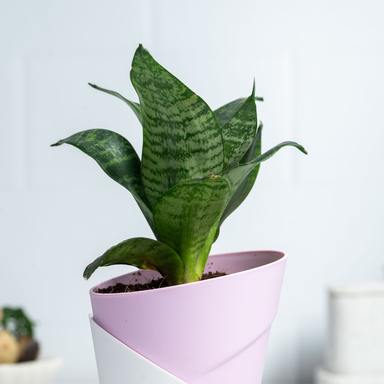 Bloom Air-Purifying Snake Plant