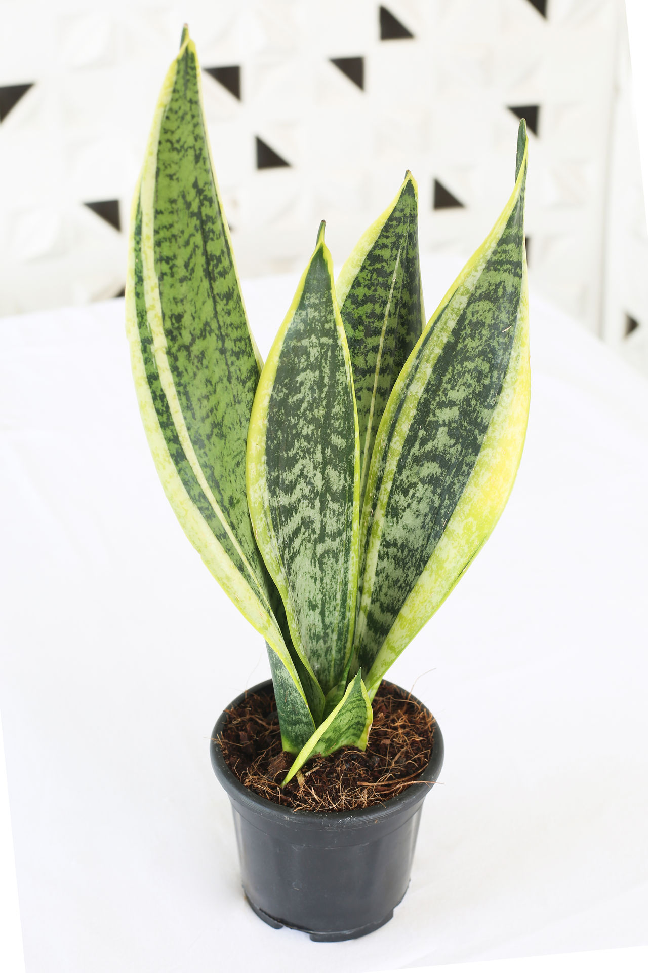 Sansevieria Plant