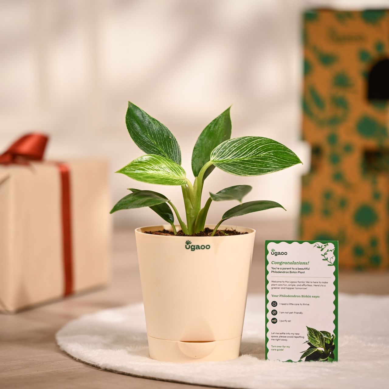Ugaoo Philodendron Birkin With Ivory Self Watering Pot (1pc) & Happy Mail World'S Greatest Mom Trophy Card (1pc) Combo