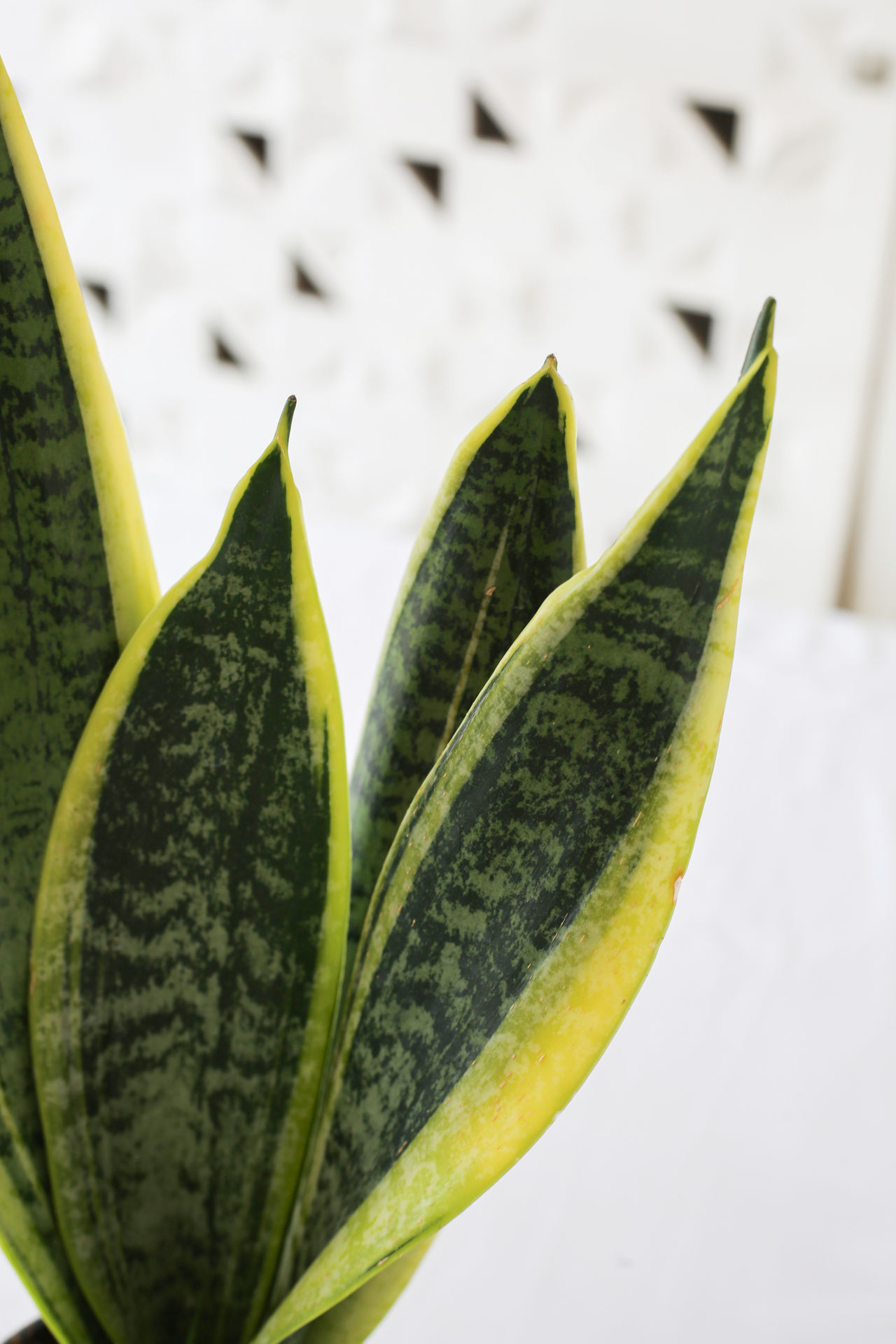 Sansevieria Plant