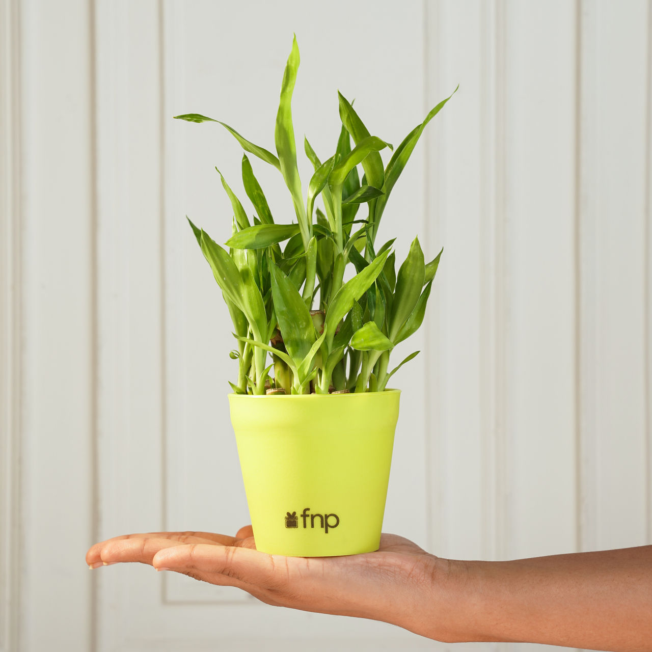 FNP 2 Layer Bamboo Plant in Green Planter