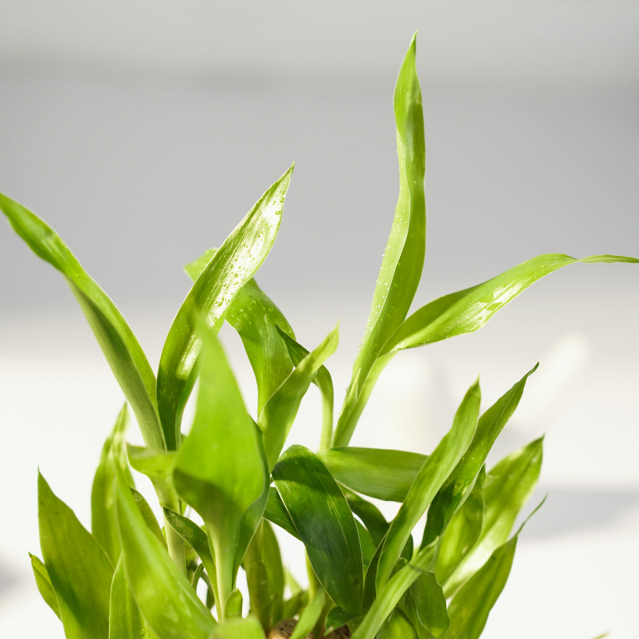 FNP 2 Layer Bamboo Plant in Green Planter