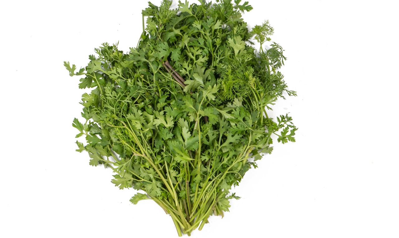 Coriander (Root-Cut) - Hydroponic