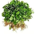 Fenugreek (Methi)