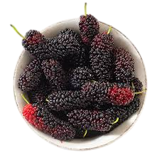 Mulberry