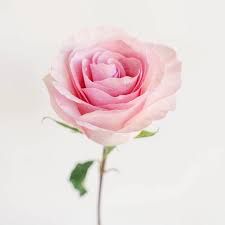 Pink Rose
