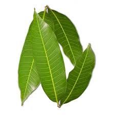 Mango Leaves