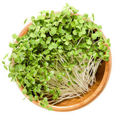 Microgreen Mustard