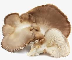 Mushroom Brown Oyster