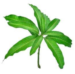 Mango Leaves