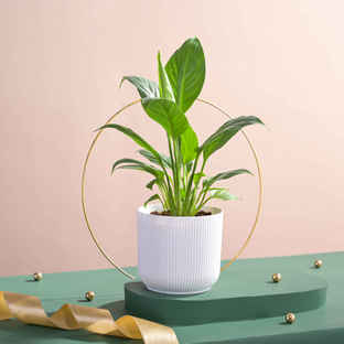 Plants & Gardening Online in Varanasi - Buy Plants & Gardening