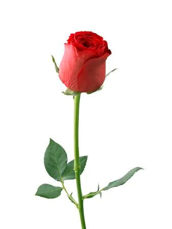 Hoovu Fresh Red Rose