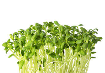 Microgreen Sunflower