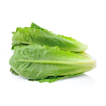 Gourmet Garden Hydroponic Romaine Lettuce