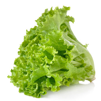 Gourmet Garden Hydroponic Leafy Lettuce