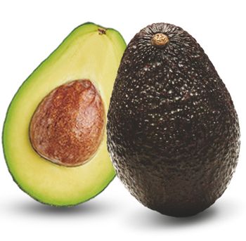 Australian Avocado